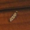 Eumasia sp.